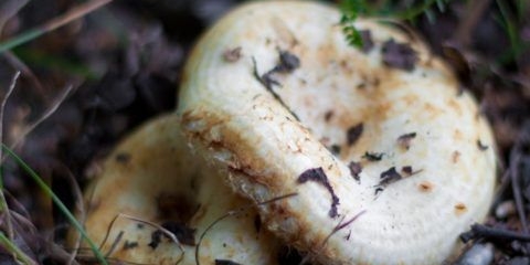 Vodena zona dojke: fotografija i opis